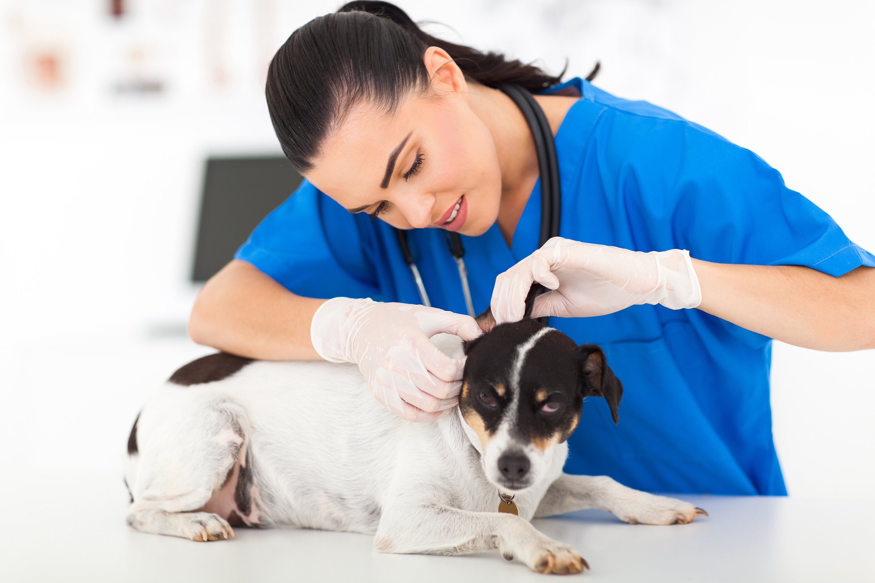 Seu pet tem alergia?