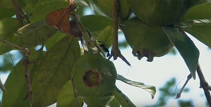 Brasil agora tem herbário virtual com acesso público