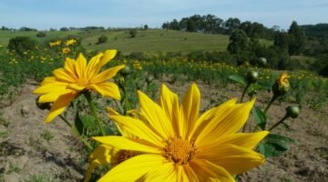 Ciência e pecuária: conheça planta que é alternativa para alimentar gado