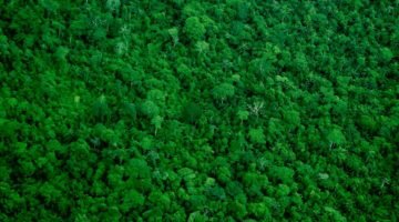 Preservação focada em estoque de carbono deixa florestas tropicais desprotegidas