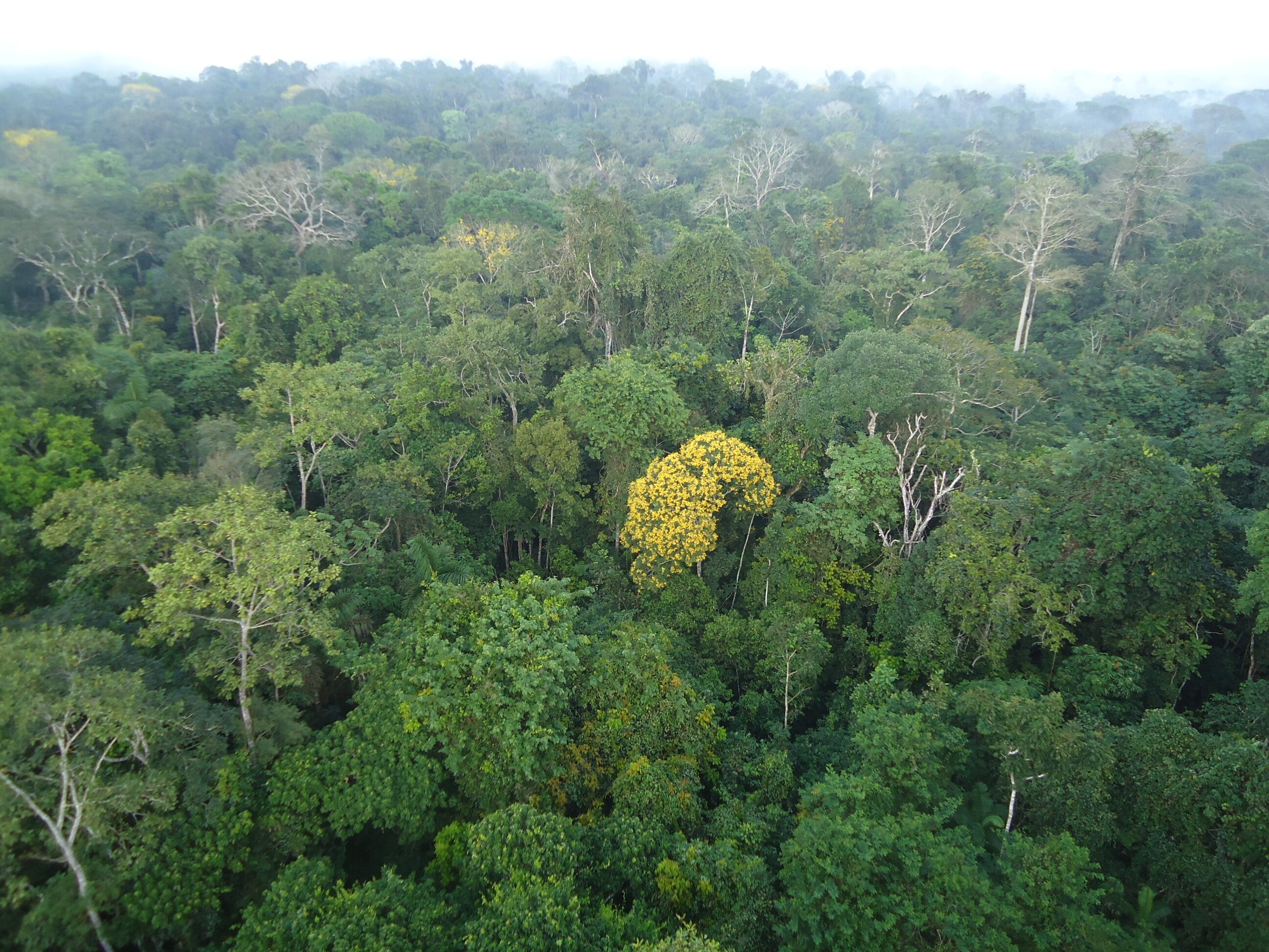 Florestas secundárias e resgate da biodiversidade