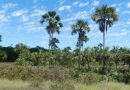 Dia Nacional da Botânica: diversidade e uso da flora no semiárido mineiro