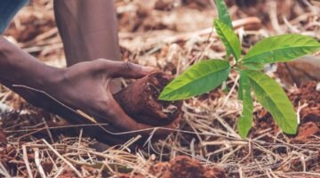 Restauração florestal em áreas mineradas