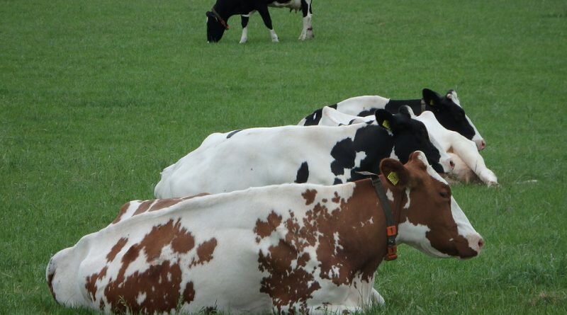 Grupo de vacas malhadas deitadas no pasto gramado