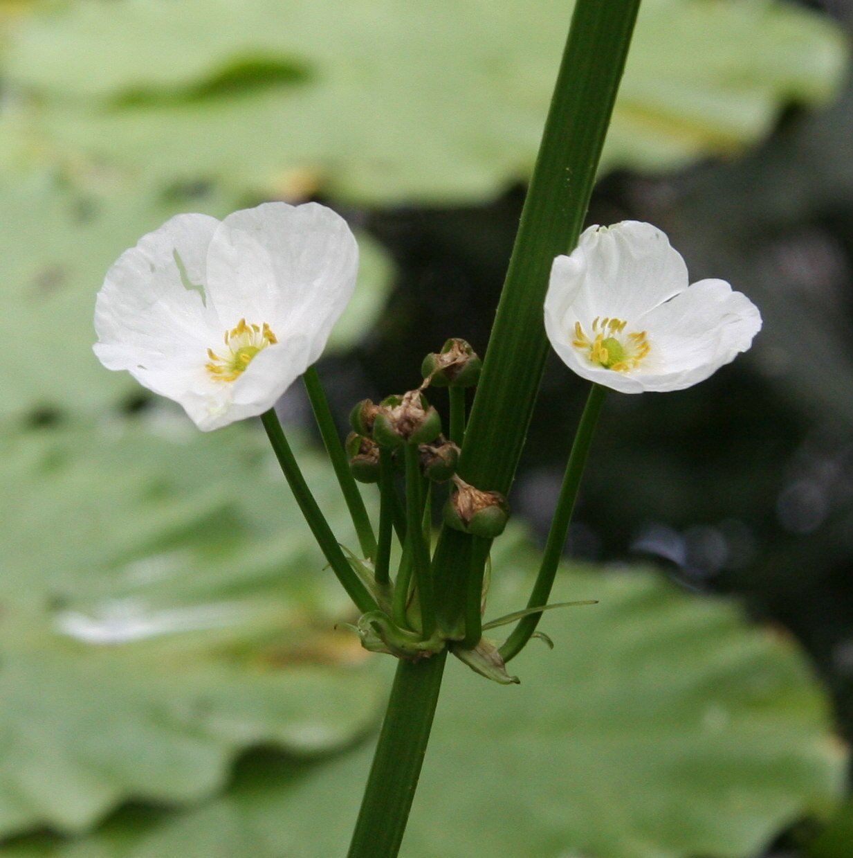 Potencial medicinal de plantas chapéu-de-couro