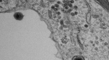 Yaravirus: descoberta e boatos