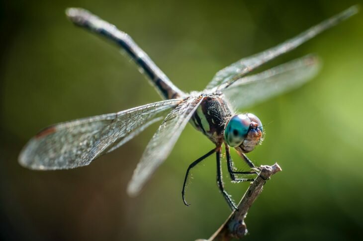 Libélula: o bicho mais bonito do mundo