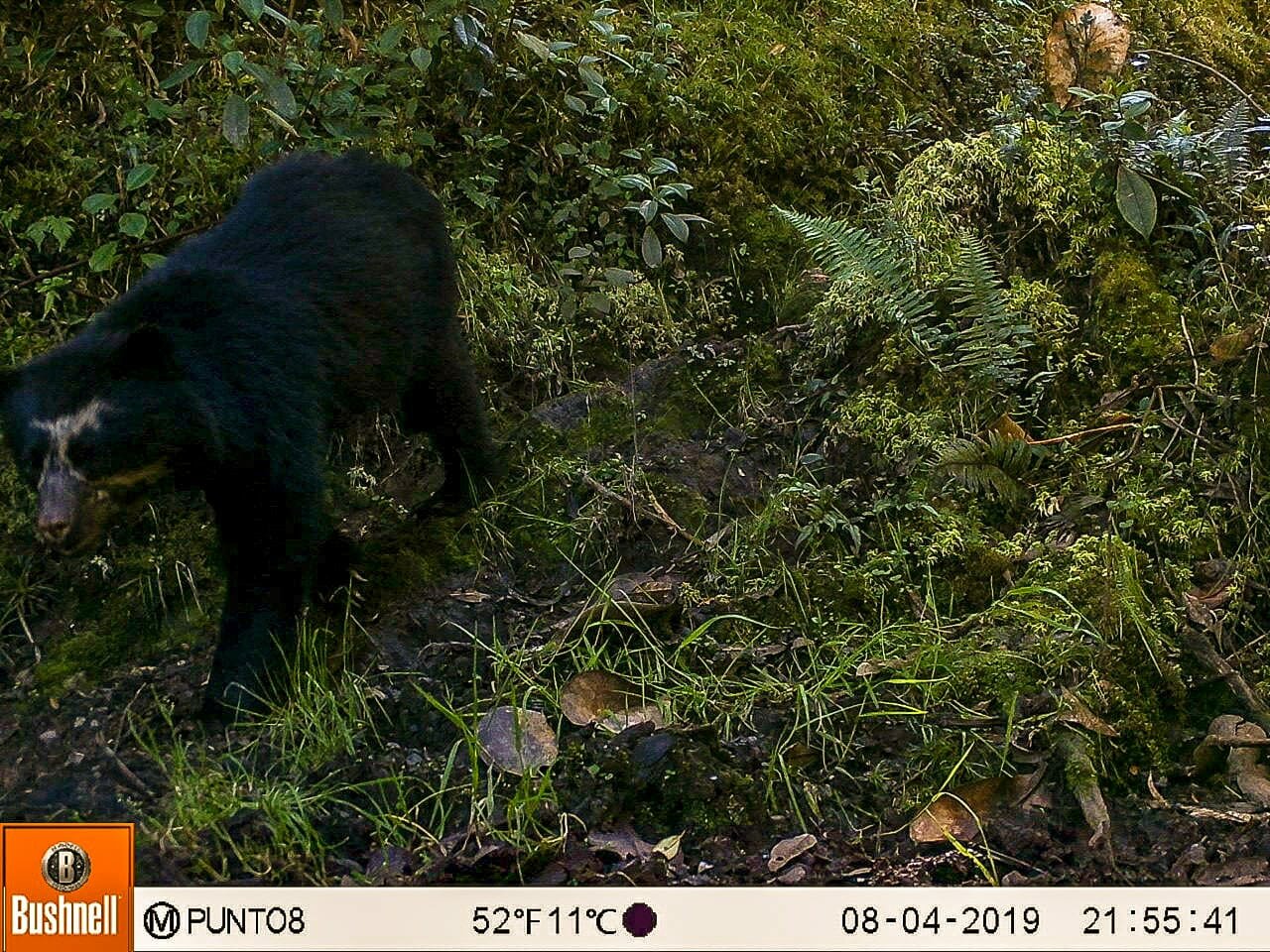 Cientistas tentam resolver conflito entre moradores de vilarejo e ursos-de-óculos no Peru