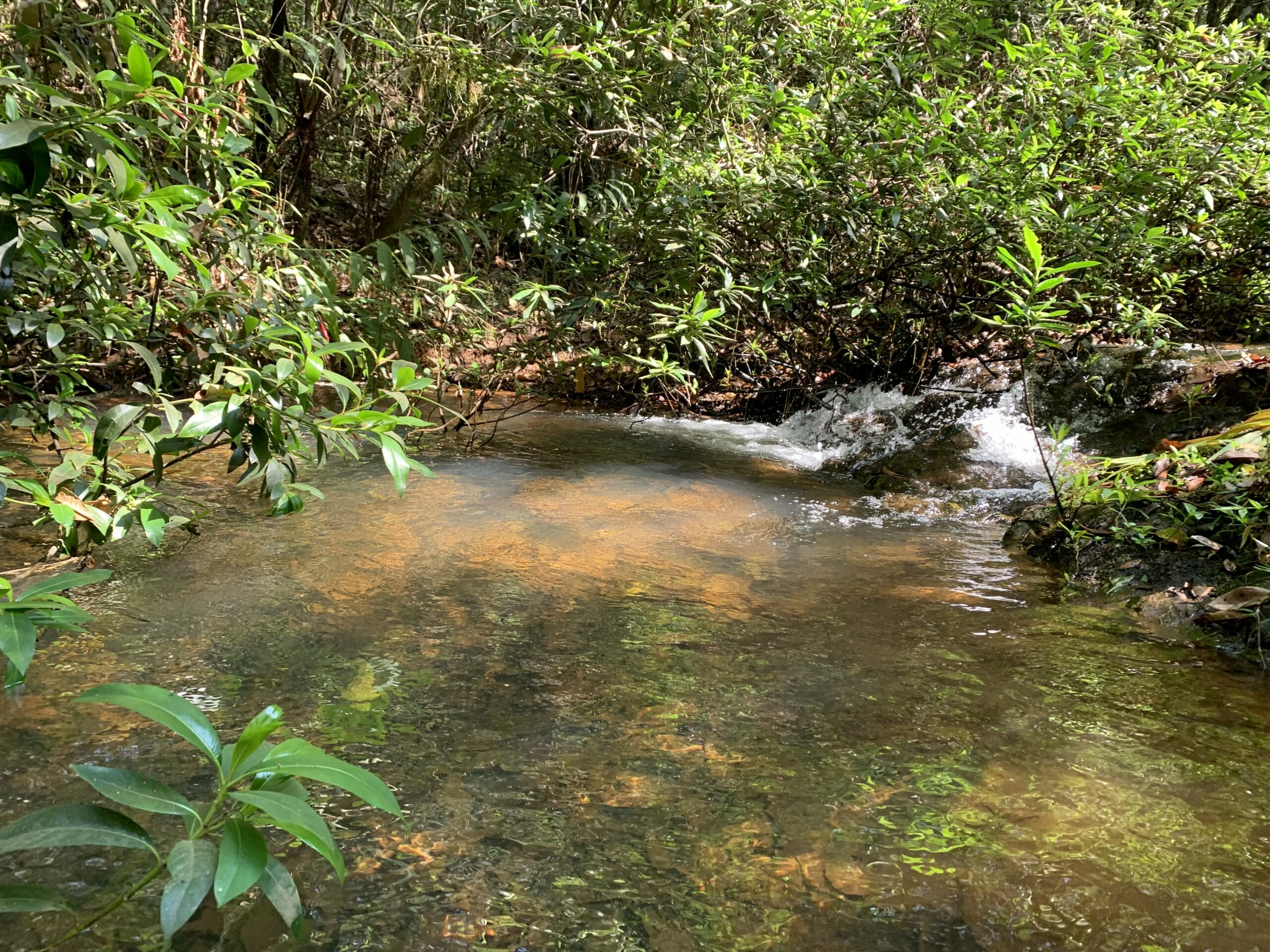 Cientistas se unem para avaliar risco de colapso da biodiversidade aquática