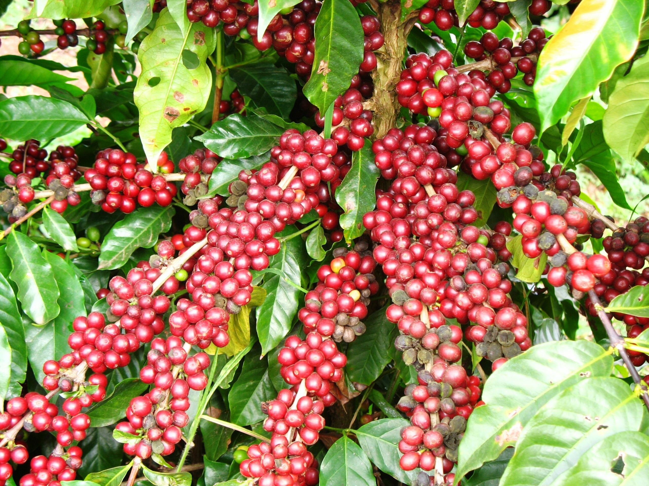 O que determina a qualidade do café?