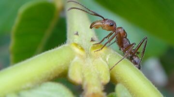 Mudanças climáticas afetam relações entre plantas e formigas