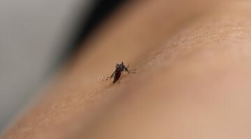 Cientistas testam medicamento de Alzheimer para tratar Chikungunya